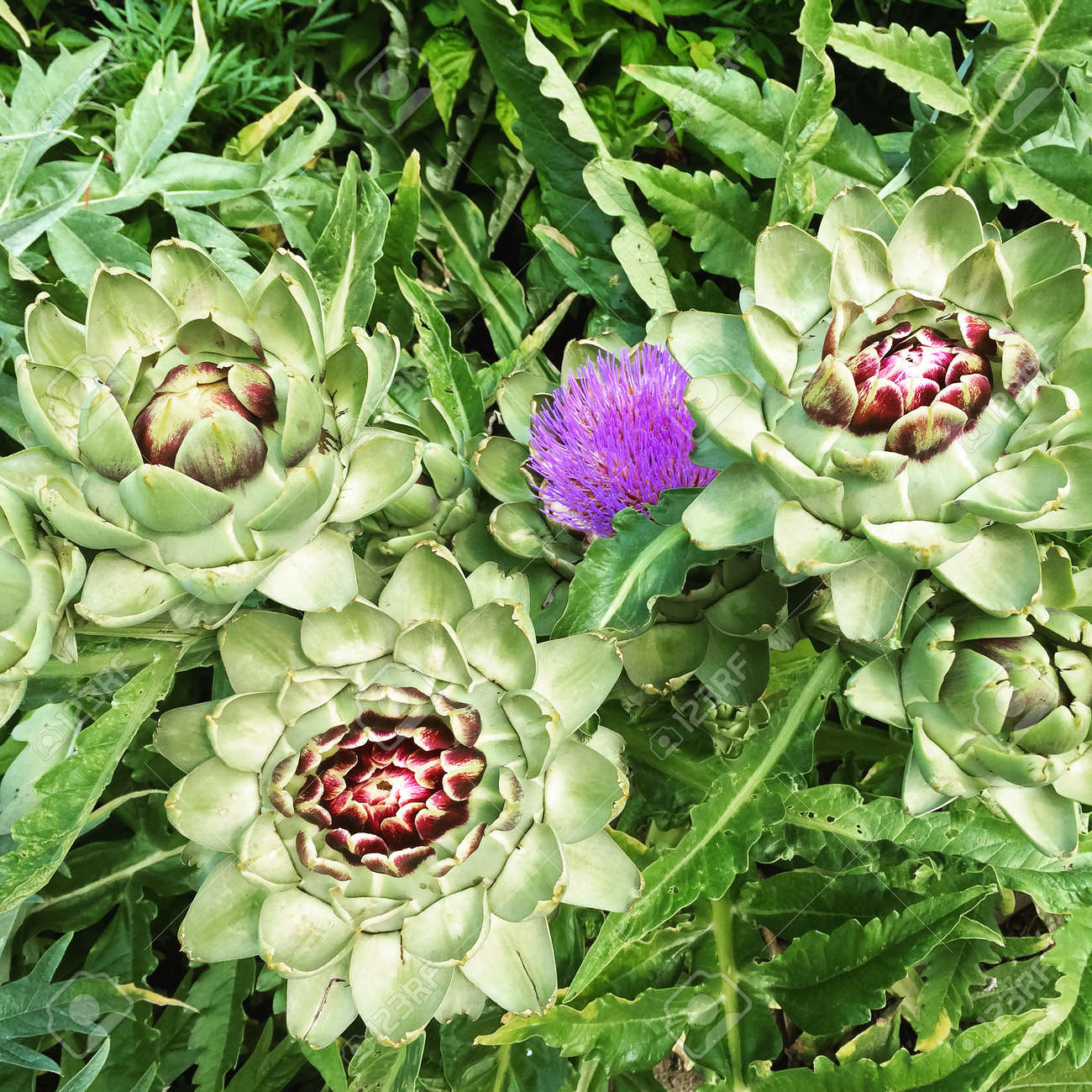 Tinctuur van Artisjok - Cynara scolymus