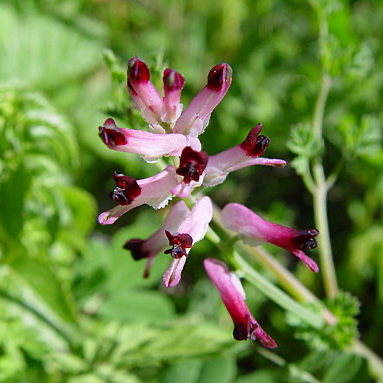 Tinctuur van Aardrook/Duivenkervel - Fumaria officinalis